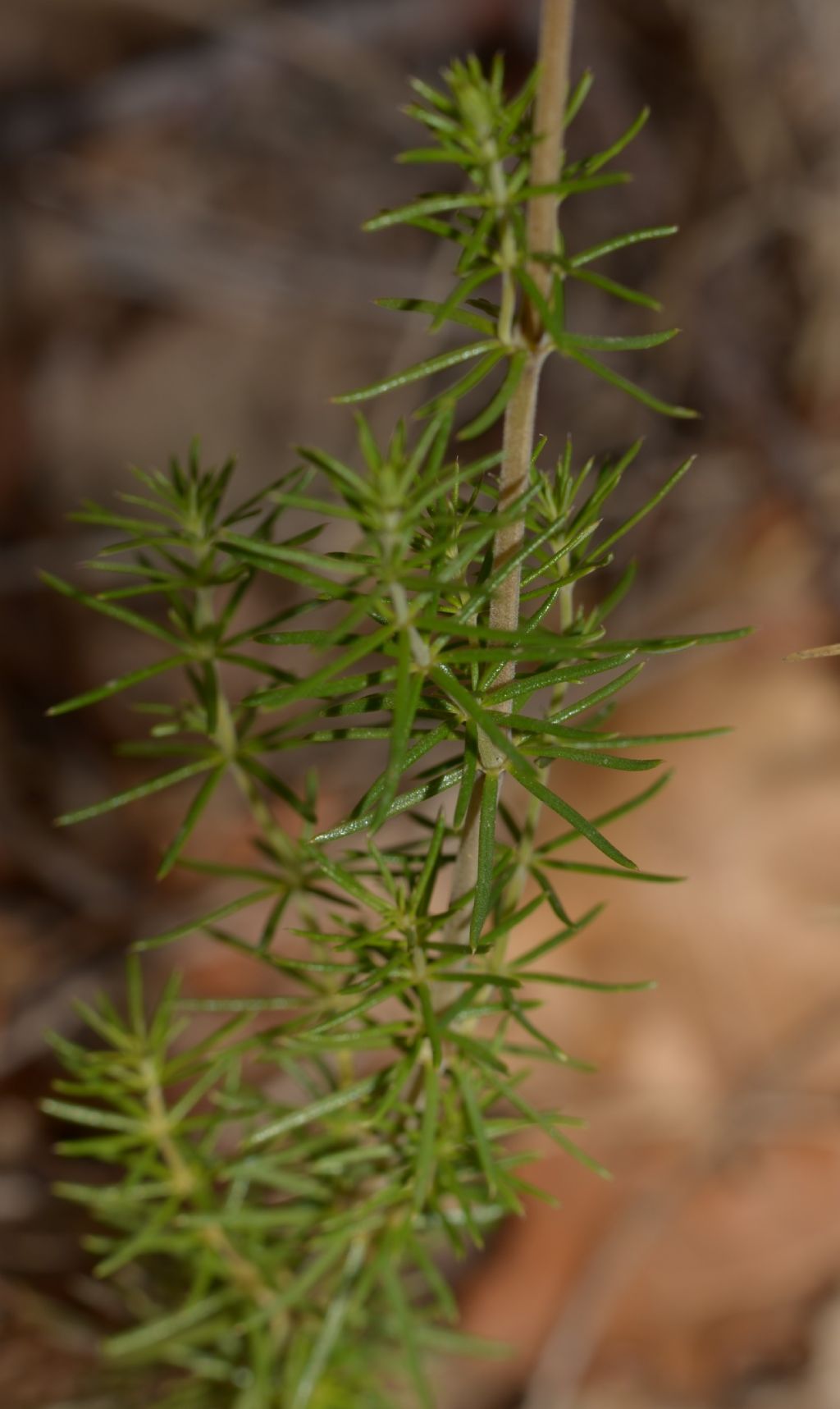 Galium verum